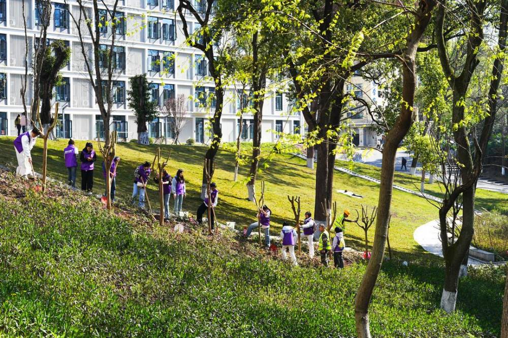 西南大学：不负春光添新绿 师生校友共植紫薇林